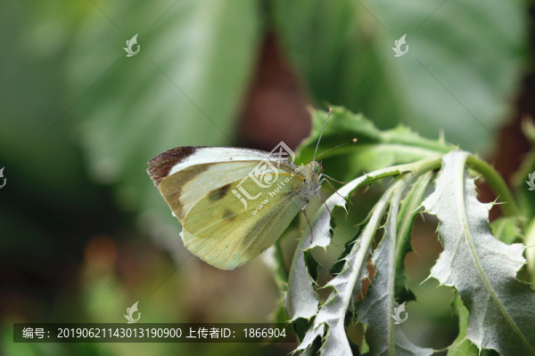 蝴蝶