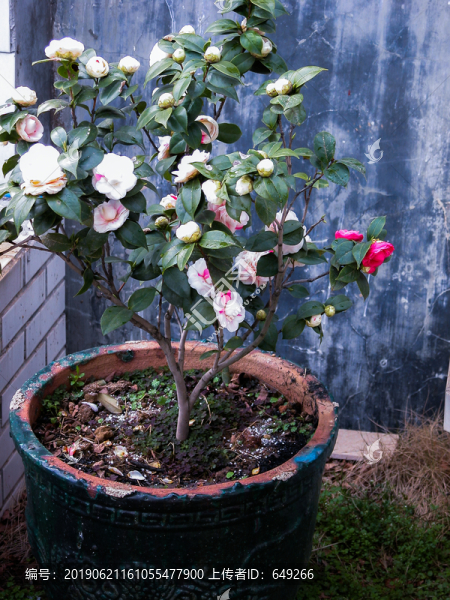 五彩茶花