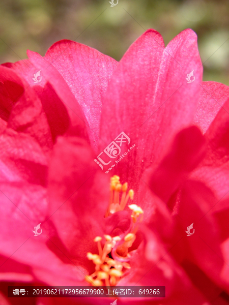 紅茶花