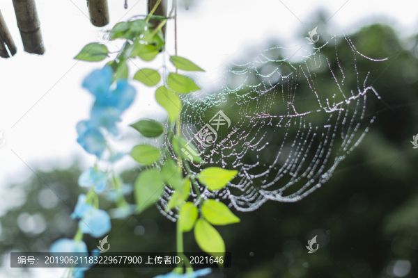 蜘蛛網(wǎng)