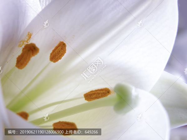 百合花