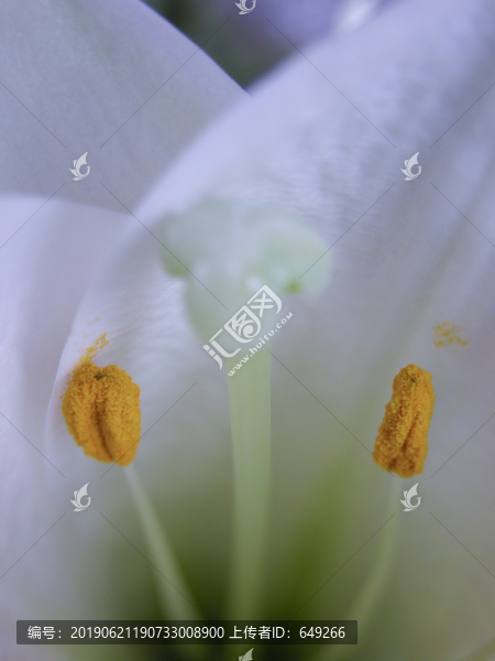 百合花