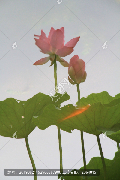 荷花倒影