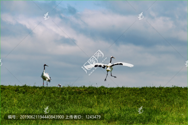 鶴舞扎龍