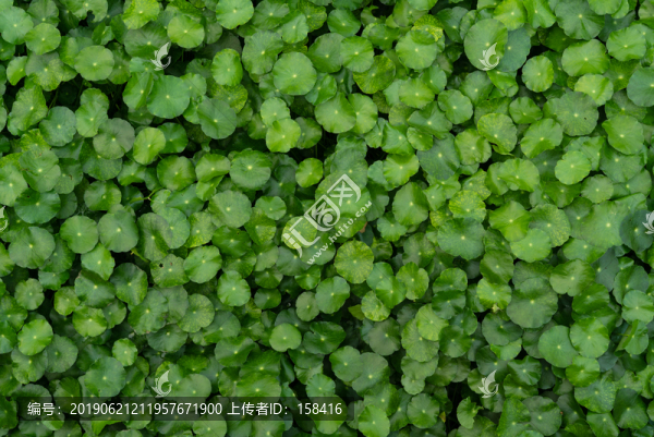 綠葉植物墻背景廣告海報素材