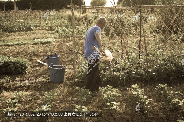 種菜老照片