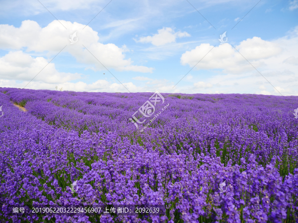 薰衣草花田