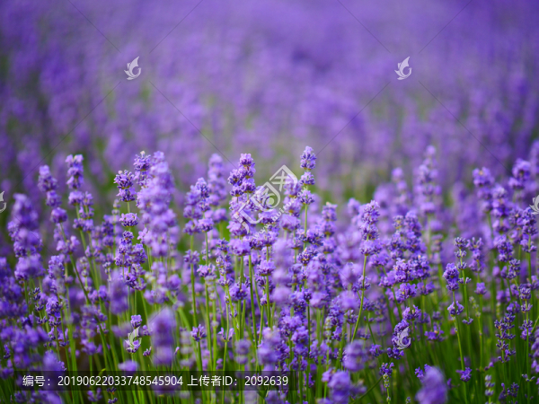 薰衣草花田