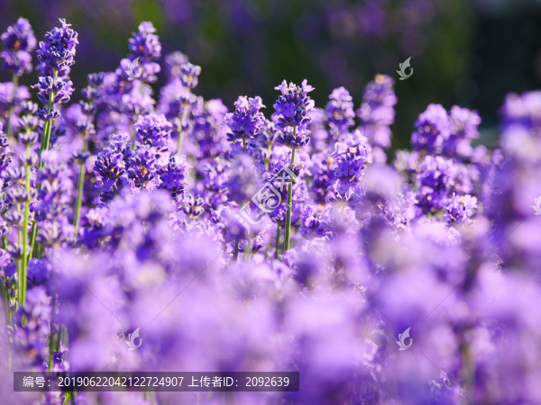 紫色薰衣草