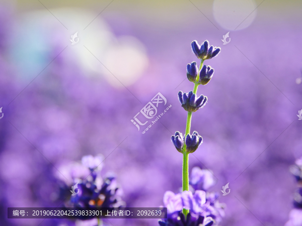 薰衣草