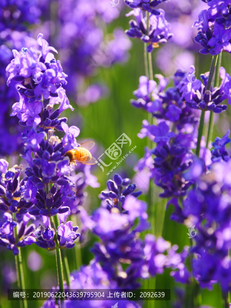 蜜蜂采薰衣草花蜜