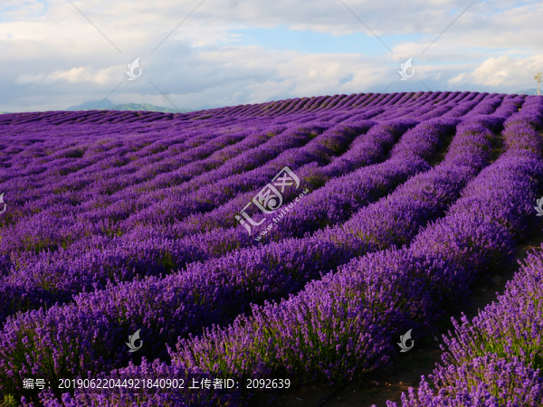 薰衣草