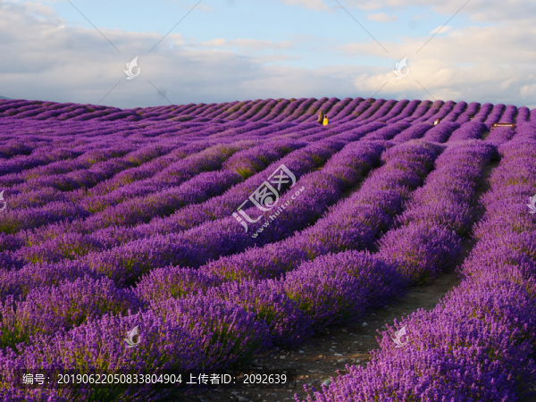 紫色薰衣草花田