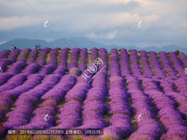 紫色薰衣草花田