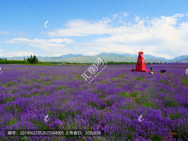 薰衣草花田