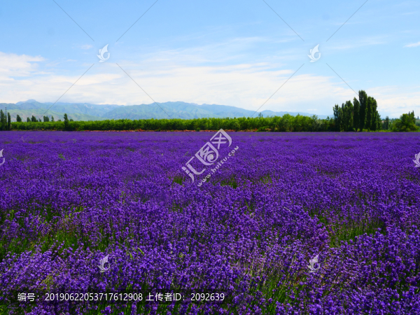 薰衣草花田