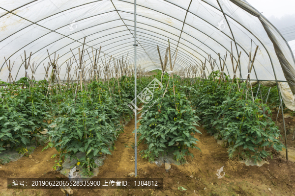 蔬菜基地