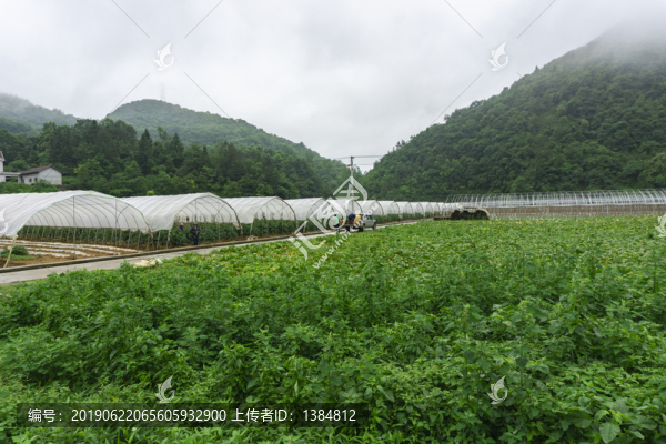 蔬菜基地