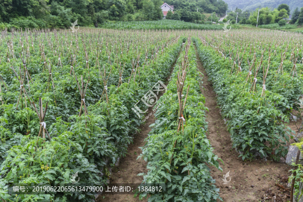 蔬菜基地