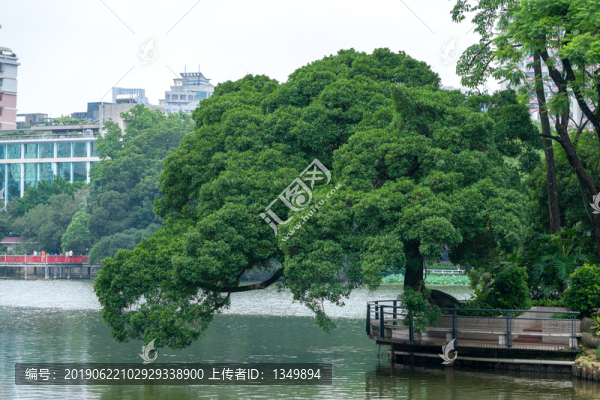 大榕樹