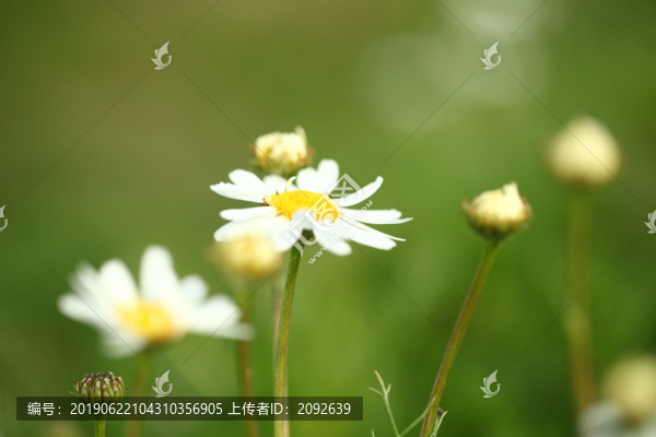 洋甘菊