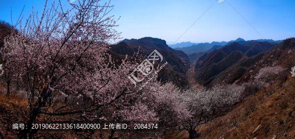 太行桃花開(kāi)4