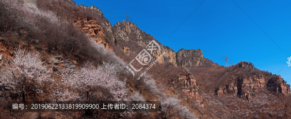 太行桃花開5