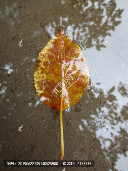 雨后的落葉