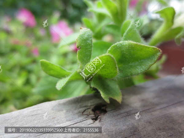 綠色植物