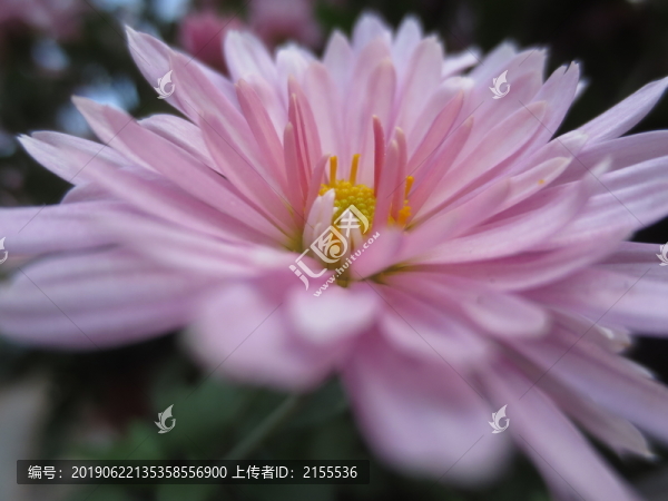 盛開的菊花