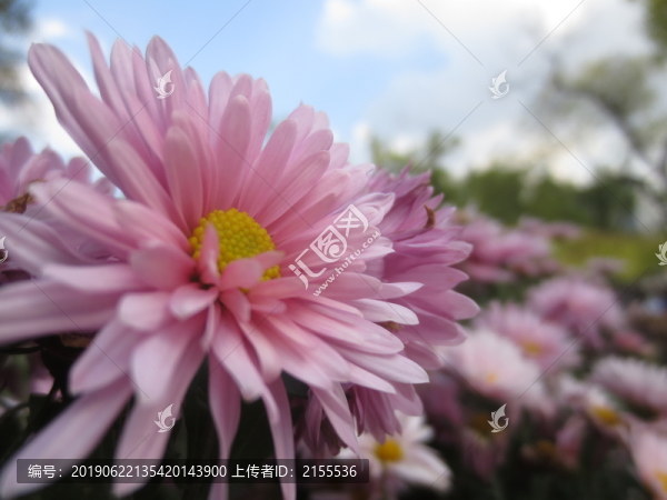 盛開的菊花