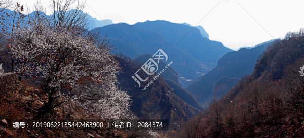 太行山桃花