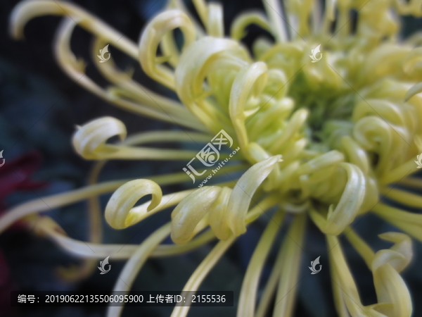 盛開的菊花