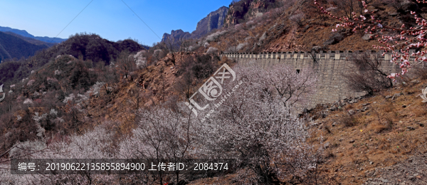 太行山桃花