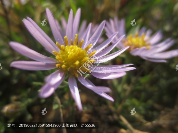 鉆形紫菀
