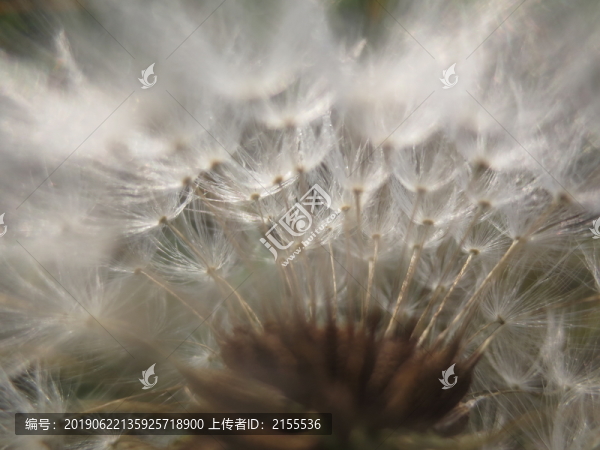 蒲公英