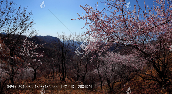 太行山桃花