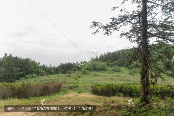 王山坪森林風(fēng)光