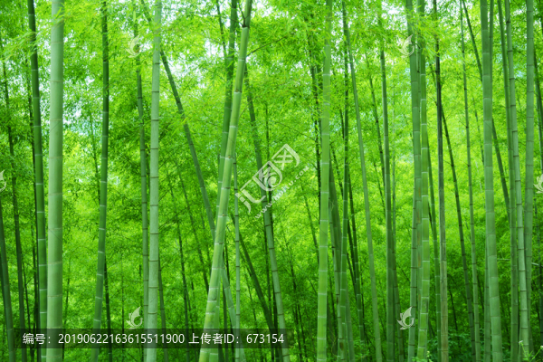 竹林