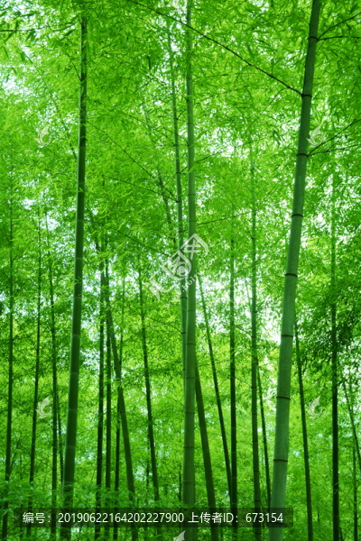 竹林