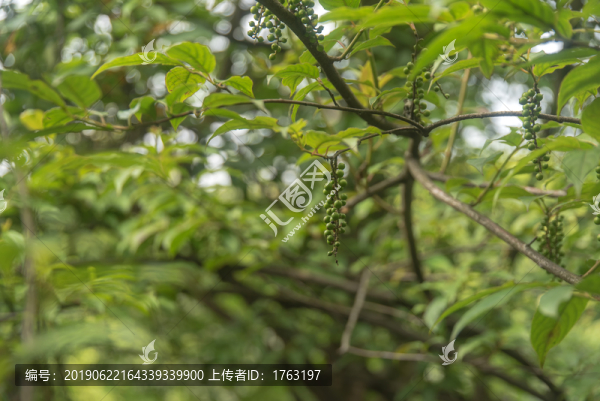 王山坪森林風(fēng)光