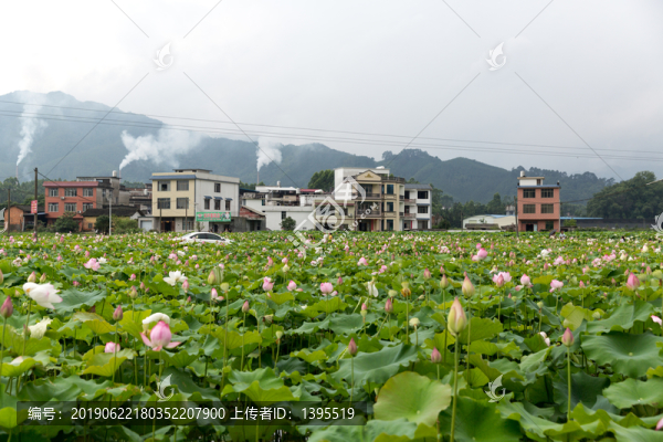 荷花簇擁的村子
