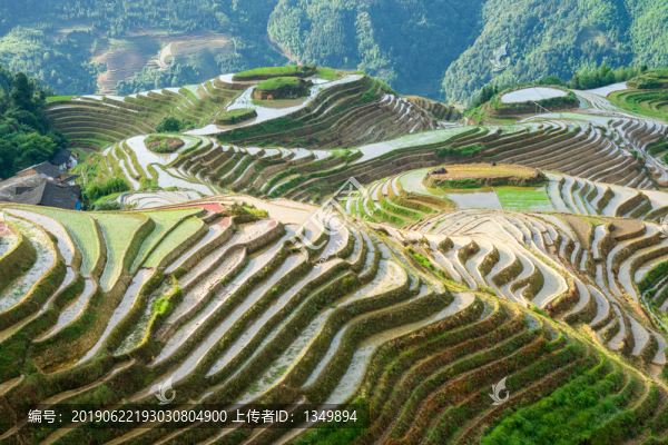 龍脊梯田