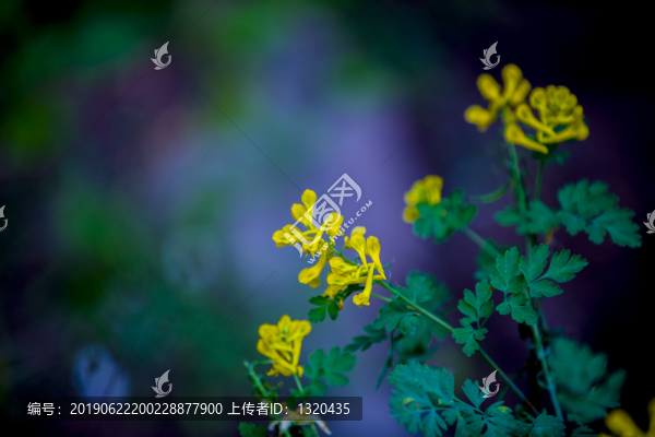 黃堇花