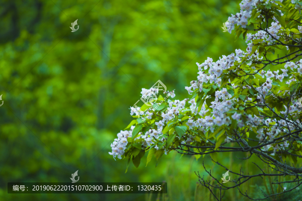 楸樹花
