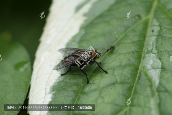 蒼蠅