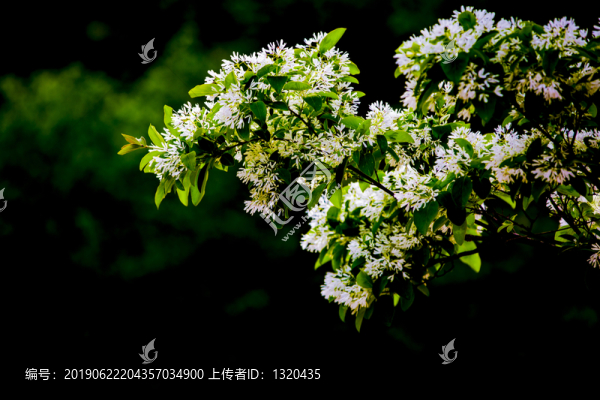 流蘇花