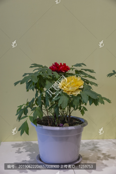 牡丹花