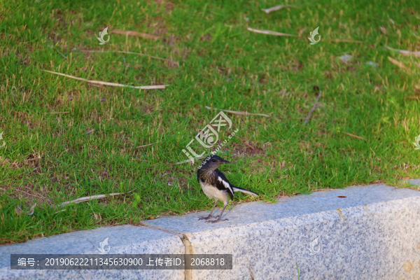 鳥