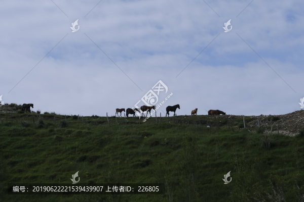 駿馬